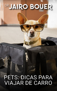 Pets: dicas para viajar de carro sem estresse