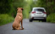 “Eu não sou cachorro, não!”, dirá você. Mas a dor é a mesma, não é? - iStock
