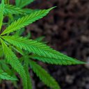 THC aumentou de 4% para 16% nos EUA, enquanto percepção da droga como prejudicial caiu - iStock