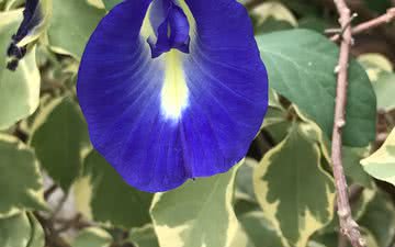 De nome até poético, a “vulva azul” pode ser incômoda - iStock