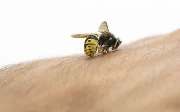 Entre 2010 e 2021 foram registrados 157.891 ataques de abelhas, sendo que 454 pessoas morreram - iStock