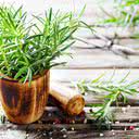 Suas folhas podem ser consumidas frescas ou secas, na forma de chá ou óleo em infusão - iStock