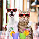 Ao levar o pet nas viagens é preciso atenção às regras das empresas de transportes e do local para onde se está indo - iStock