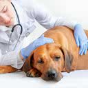 Animais não castrados têm maior probabilidade de apresentar problemas e desenvolver câncer nos órgãos reprodutores - iStock