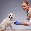 Os animais que passam por treinamento para detectar certas doenças são chamados de cães de detecção médica - iStock