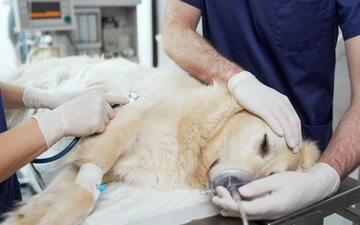 É preciso manter a calma e levar o animal ao veterinário imediatamente - iStock