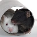 Um rato só ajudava o outro preso se ele fosse da mesma raça ou membro do mesmo grupo interno - iStock