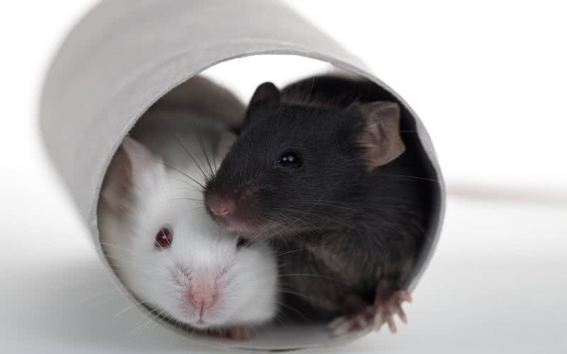 Um rato só ajudava o outro preso se ele fosse da mesma raça ou membro do mesmo grupo interno - iStock