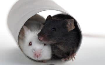 Um rato só ajudava o outro preso se ele fosse da mesma raça ou membro do mesmo grupo interno - iStock