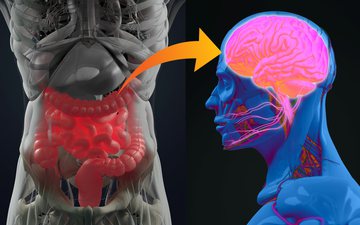 Várias conexões importantes entre o intestino e o cérebro ajudam a explicar o efeito de um sobre o outro - iStock