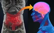 Várias conexões importantes entre o intestino e o cérebro ajudam a explicar o efeito de um sobre o outro - iStock