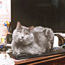 O teclado merece atenção, pois você come sobre ele, as crianças o usam para jogar e até o gato se deita nele - iStock