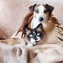 Cães e gatos, mesmo com pelos, também sentem frio e podem adoecer - iStock