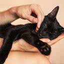 Pesquisadores acham que os gatos podem ter um efeito mais calmante sobre tutores do que outros animais - iStock