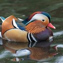 Apreciamos a beleza do pato deslizando e ignoramos os esforços que suas patas fazem debaixo da água - iStock
