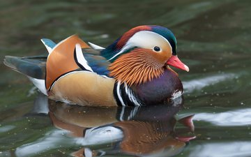 Apreciamos a beleza do pato deslizando e ignoramos os esforços que suas patas fazem debaixo da água - iStock