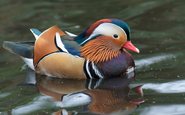 Apreciamos a beleza do pato deslizando e ignoramos os esforços que suas patas fazem debaixo da água - iStock