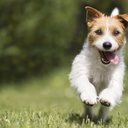Esse não é o primeiro estudo que mostra a importância de cães para o bem-estar - iStock