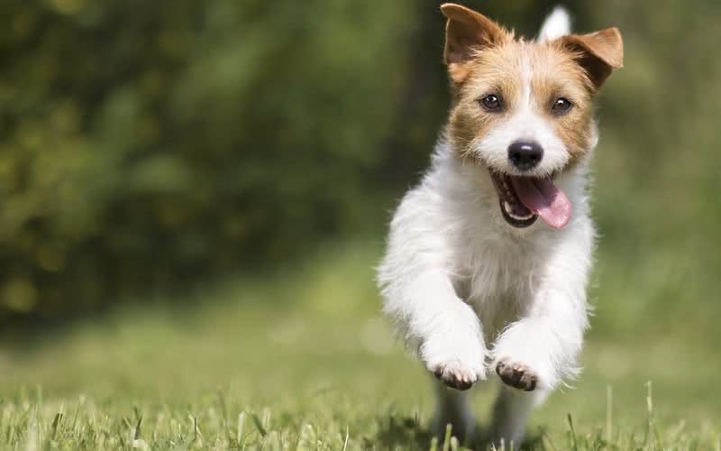 Esse não é o primeiro estudo que mostra a importância de cães para o bem-estar - iStock