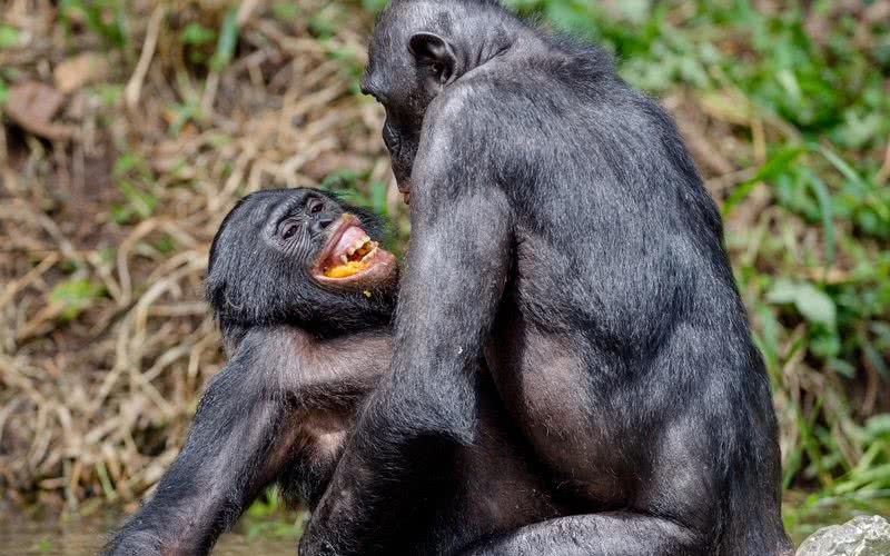 Chamadas de cópula: as estratégias reprodutivas de fêmeas de primatas - iStock