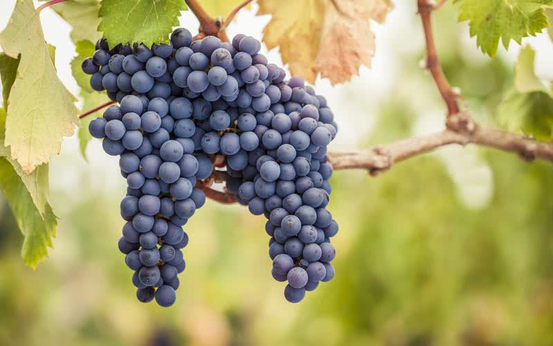 Estudos mostram que uvas ajudam a reduzir o colesterol - iStock