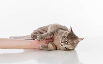 Gatos não devem ser considerados os vilões, pois também são vítimas dos fungos - iStock