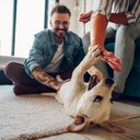 Cada tipo de atividade com um cão pode ter um benefício diferente - iStock