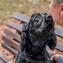 Pessoas expostas a situações estressantes apresentam resposta de cortisol menor se estiverem com um cão - iStock