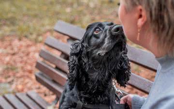 Pesquisadores treinaram os cachorros usando condicionamento operante e reforço positivo - iStock
