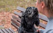 Pesquisadores treinaram os cachorros usando condicionamento operante e reforço positivo - iStock