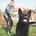 Cães que convivem com outros cachorros se comportam com menos agressividade - iStock