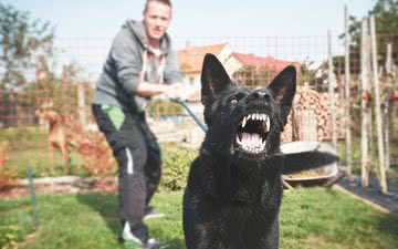 Cães que convivem com outros cachorros se comportam com menos agressividade - iStock