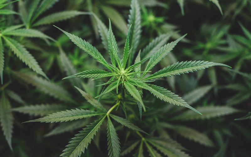Nos EUA, mais de 52 milhões de pessoas relataram o uso de cannabis só em 2021 - iStock