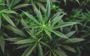 Nos EUA, mais de 52 milhões de pessoas relataram o uso de cannabis só em 2021 - iStock