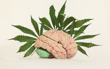 O estudo traz uma visão rara de como a cannabis afeta o cérebro - iStock