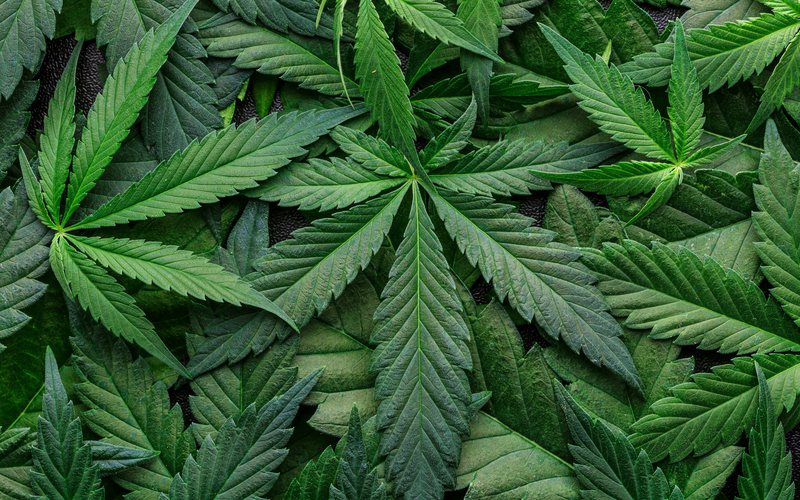 Em 2022, cerca de 17,7 milhões de pessoas nos EUA relataram usar maconha diariamente ou quase todo dia - iStock