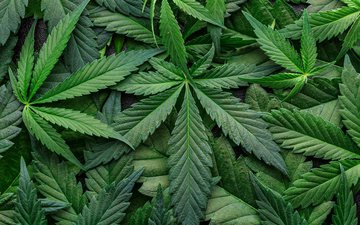 Em 2022, cerca de 17,7 milhões de pessoas nos EUA relataram usar maconha diariamente ou quase todo dia - iStock