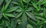 Em 2022, cerca de 17,7 milhões de pessoas nos EUA relataram usar maconha diariamente ou quase todo dia - iStock