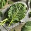 Vegetais como folhas verdes são exemplos de alimentos antioxidantes - iStock