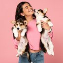 Para os pesquisadores, há um componente genético forte quando o assunto é comunicação com os humanos - iStock