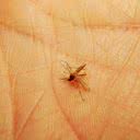 Mosquitos podem transmitir uma série de infecções - iStock