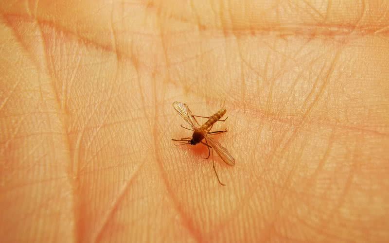 Mosquitos podem transmitir uma série de infecções - iStock