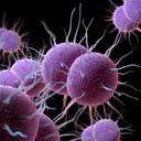 A "Neisseria gonorrhoeae" se espalha por contato sexual para os genitais, reto e garganta - iStock