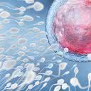 Pesquisadores usaram antiviral contra HIV para reverter danos em óvulos - iStock