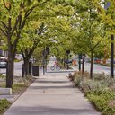 Plantar árvores é uma solução barata que beneficia o clima, a cidade e a saúde mental das pessoas - iStock