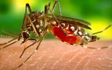 Imagem Zika vírus pelo sexo?