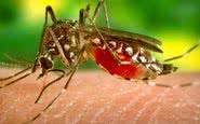 Imagem Zika vírus pelo sexo?