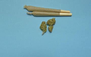 Imagem Usar maconha só na juventude também pode impactar vida dos filhos