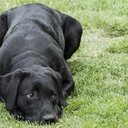A raça Border Collie foi a que demonstrou melhores resultados na pesquisa - iStock